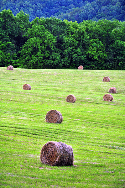 Hay bales dot a counry farm in rural East Tennessee