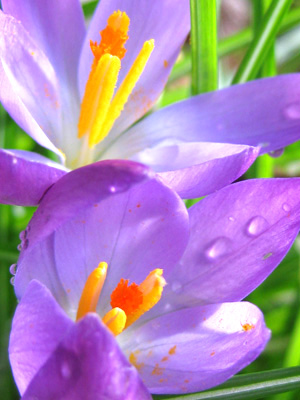 Dew drops rest on the petals of a spring crocus