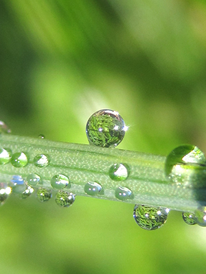 A dew drop rests on a blade of grass in this peaceful meditative, macro photograph