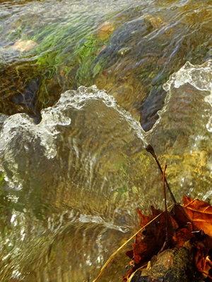 Water swoops and cascades as it splashes against a fallen leaf
