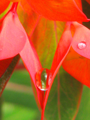 a dew drop rests in a petals V in this sensual, peaceful, flower photogaph