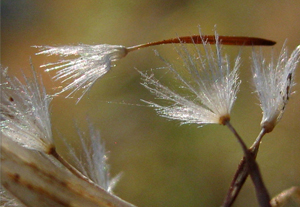 Dandelion seeds carry their dead