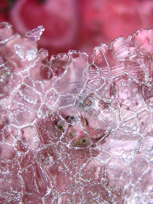 Ice crystals on a mud puddle crinkle away making a beautiful pink mosaic - up close nature macro