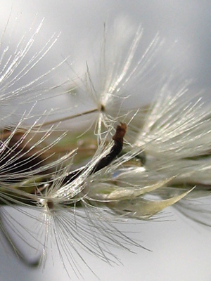 A soft, sensual dandelion poof shines silver in the summer sun