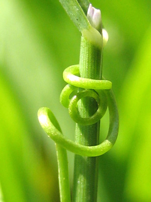 a twisted tendril sweet pea vine looks like lover's embrace in this sensual nature close up photo