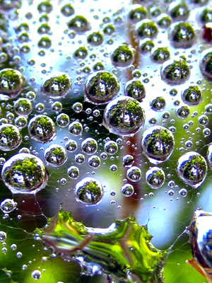 drops of dew hover in the sky reflecting the clouds around them in this peaceful, meditative, nature photograph