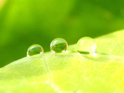 drops of dew rest on a leaf