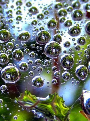 dew drops on a spiders web cascade and spray