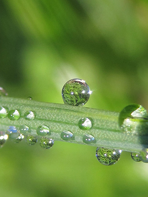 a single drop of dew meditates on a blade of grass