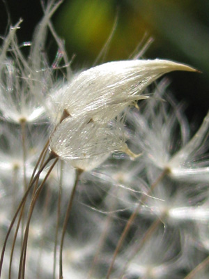 dandelion seeds appear to embrace
