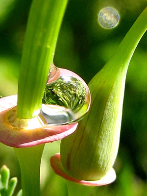 A drop of dew rests on a Carolina Poppy in this magical, peaceful, nature macro photo
