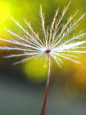 a single dandeion seed reaches for the sky