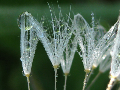 dew covered danelion