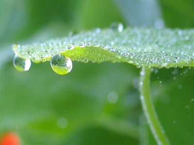 Nasturtium covered in morning dew-peaceful nature photography