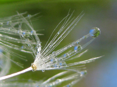 a dew covered dandelion holds four worlds inside a seed