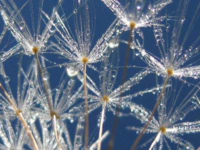 a dew covered dandelion stands bright against the blue morning sky-peaceful macro-photography